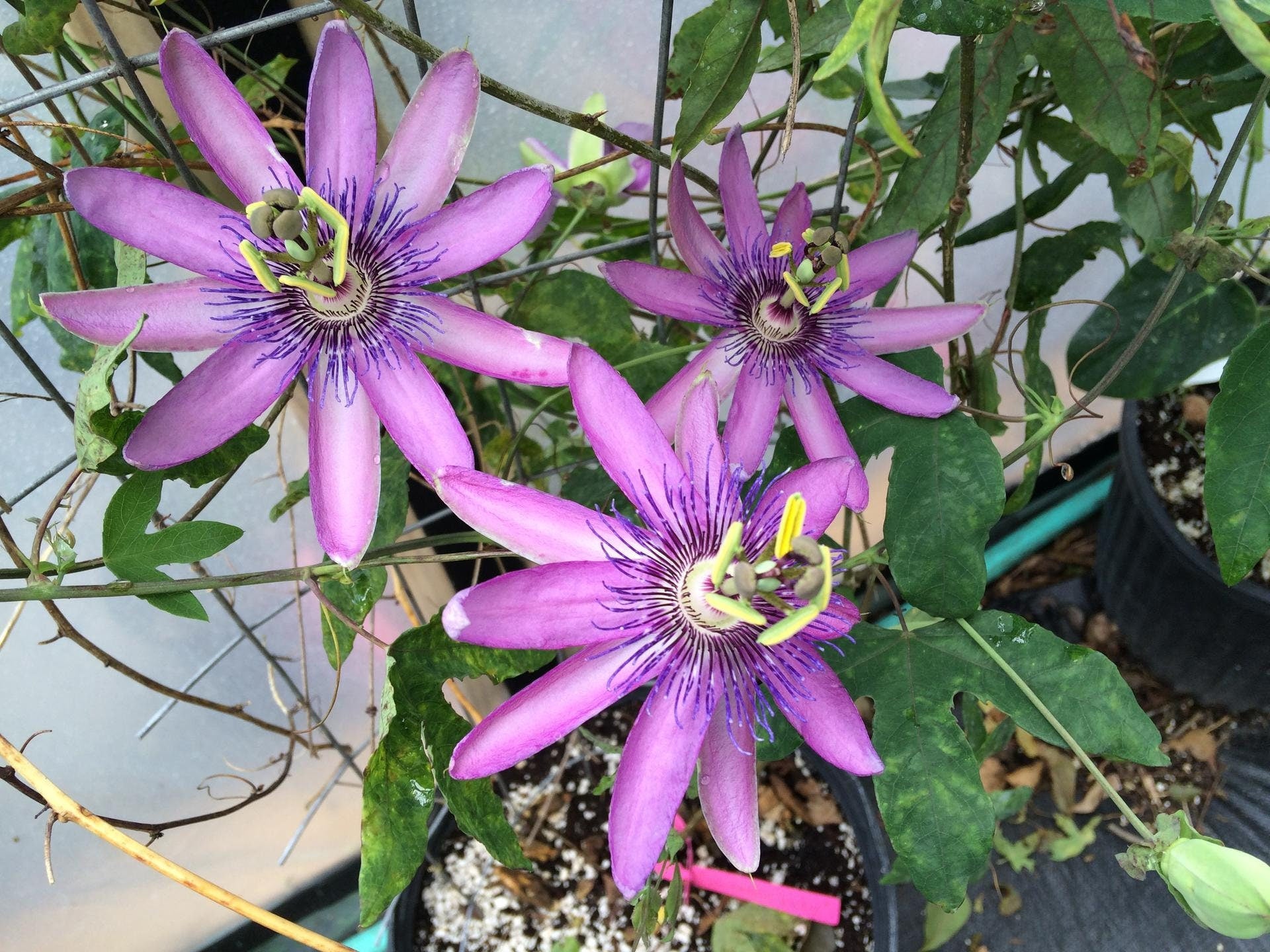 Passiflora caerulea 'Lavender Lady' Passion Flower Vine Pint Plant –  Southern Flower Garden