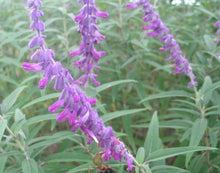 Load image into Gallery viewer,  Salvia leucantha Mexican Sage Pint Plant**AVAILABLE SPRING 2023** Southern Flower Garden  Southern Flower Garden
