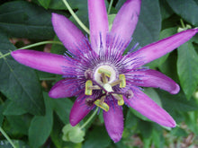 Load image into Gallery viewer,  Passiflora caerulea &#39;Lavender Lady&#39; Passion Flower Vine Pint Plant Southern Flower Garden  Southern Flower Garden
