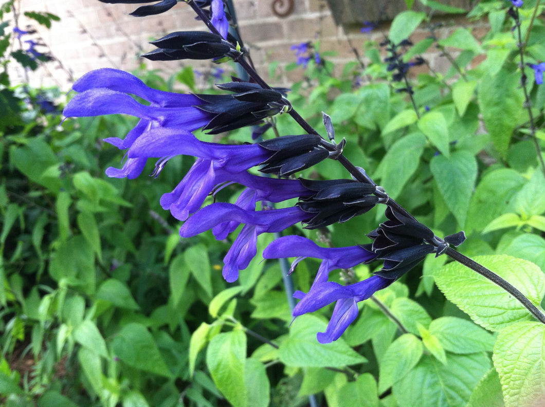  Salvia guaranitica Black and Blue Salvia Pint Plant Southern Flower Garden  Southern Flower Garden