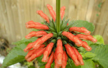 Load image into Gallery viewer, Home &amp; Garden Leonotis leonurus or Lionstail 10 seeds White Southern Flower Garden
