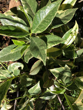 Load image into Gallery viewer,  Trachelospermum jasminoides variegatum Fragrant Variegated Confederate Jasmine Pint Plant Southern Flower Garden  Southern Flower Garden
