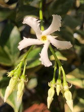 Load image into Gallery viewer,  Trachelospermum jasminoides variegatum Fragrant Variegated Confederate Jasmine Pint Plant Southern Flower Garden  Southern Flower Garden

