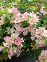 Load image into Gallery viewer,  Thai Delight Bougainvillea pastel pink and white Pint Plant Southern Flower Garden  Southern Flower Garden
