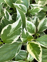 Load image into Gallery viewer,  Hydrangea Silver lacecap or Hydrangea macrophylla Variegated Quart Plant**DORMANT** Southern Flower Garden  Southern Flower Garden
