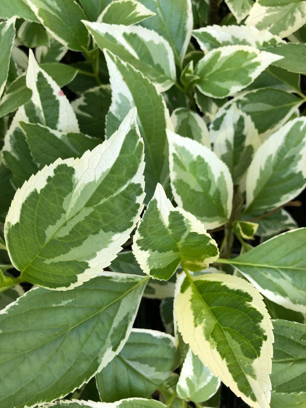  Hydrangea Silver lacecap or Hydrangea macrophylla Variegated Quart Plant**DORMANT** Southern Flower Garden  Southern Flower Garden