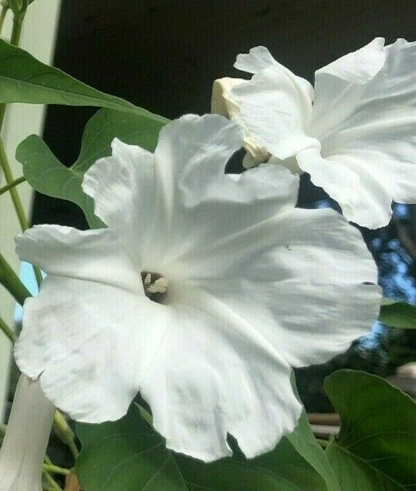  Ipomoea fistulosa Alba White Bush Morning Glory Plant Southern Flower Garden  Southern Flower Garden