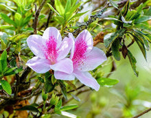 Load image into Gallery viewer, Home &amp; Garden Azalea Rhododendron George Taber Pint Plant Southern Flower Garden Southern Flower Garden
