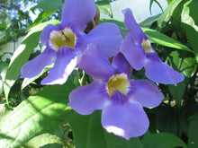 Load image into Gallery viewer,  Blue Sky Vine Thunbergia grandiflora Plant Southern Flower Garden  Southern Flower Garden
