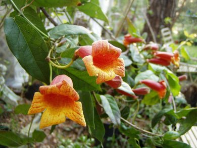  Tangerine Beauty Crossvine or Bignonia capreolata Pint Plant**AVAILABLE SPRING 2023** Southern Flower Garden  Southern Flower Garden