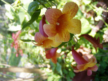Load image into Gallery viewer,  Tangerine Beauty Crossvine or Bignonia capreolata Pint Plant**AVAILABLE SPRING 2023** Southern Flower Garden  Southern Flower Garden

