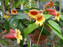 Load image into Gallery viewer,  Tangerine Beauty Crossvine or Bignonia capreolata Pint Plant**AVAILABLE SPRING 2023** Southern Flower Garden  Southern Flower Garden
