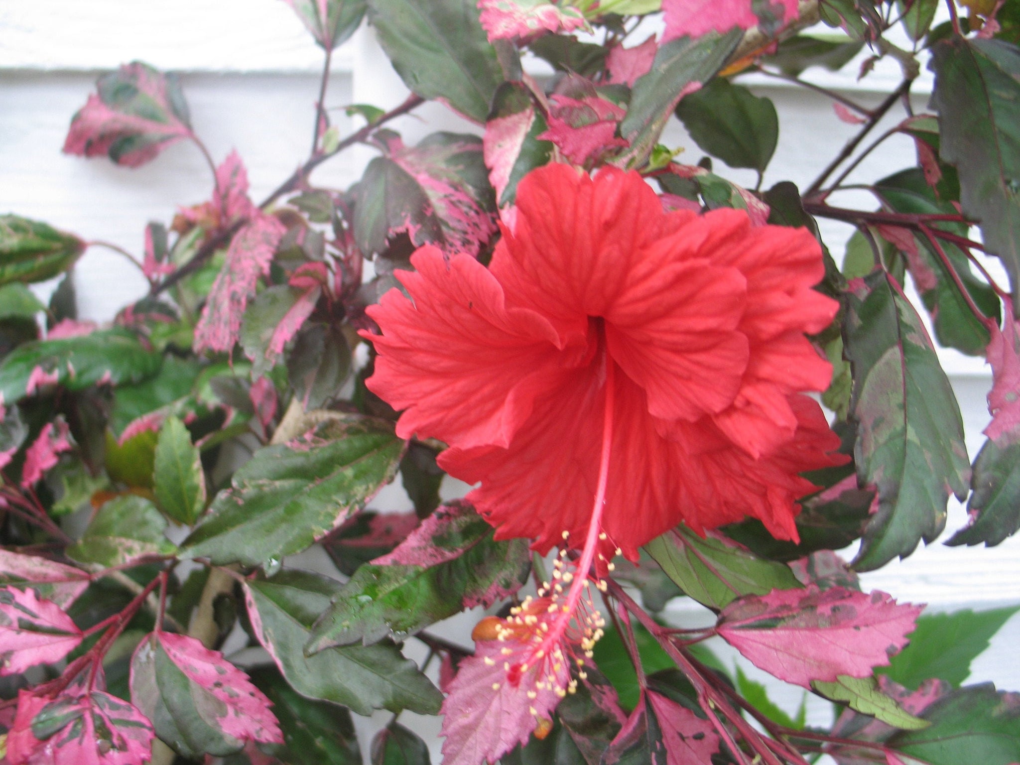 hibiscus potted plant Hibiscus rosa-sinsensis Cooperii Pint Plant Variegated Hibiscus