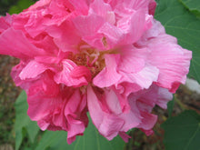 Load image into Gallery viewer, Home &amp; Garden Hibiscus mutabilis Cotton Rose double 25 seeds PINK Southern Flower Garden
