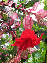 Load image into Gallery viewer, Home &amp; Garden Hibiscus cooperii Pint Plant Variegated Hibiscus Does not apply Southern Flower Garden

