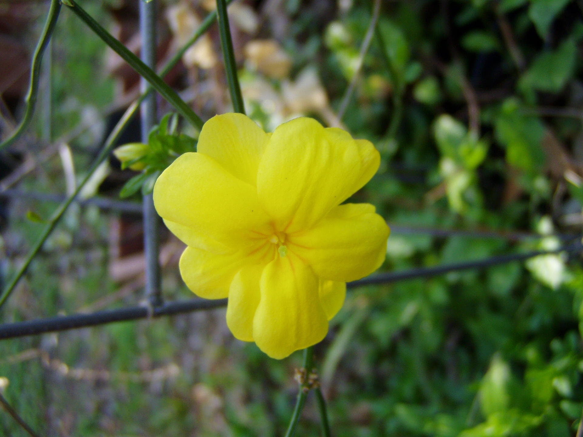 Italian jasmine, plant