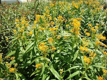 Load image into Gallery viewer, Home &amp; Garden Asclepias curassavica Silky Gold Pint Plant Southern Flower Garden Southern Flower Garden
