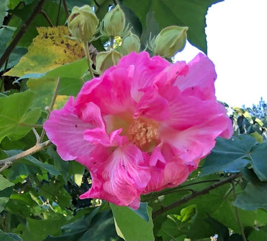 Home & Garden Hibiscus mutabilis Cotton Rose double 25 seeds PINK Southern Flower Garden