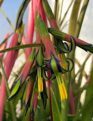  Queens Tears, Friendship Plant, Billbergia nutans Pint Plant Southern Flower Garden  Southern Flower Garden