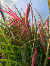 Load image into Gallery viewer,  Queens Tears, Friendship Plant, Billbergia nutans Pint Plant Southern Flower Garden  Southern Flower Garden
