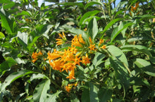 Load image into Gallery viewer,  Cestrum Orange Peel shrub pint plant**AVAILABLE SPRING 2023** Southern Flower Garden  Southern Flower Garden
