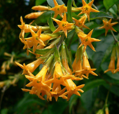  Cestrum Orange Peel shrub pint plant**AVAILABLE SPRING 2023** Southern Flower Garden  Southern Flower Garden