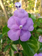 Load image into Gallery viewer, Yesterday Today and Tomorrow or Brunfelsia pauciflora Pint Plant
