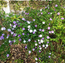 Load image into Gallery viewer, Yesterday Today and Tomorrow or Brunfelsia pauciflora Pint Plant
