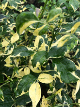 Load image into Gallery viewer,  Variegated Pink Bower Vine or Pandorea jasminoides variegata pint plant**AVAILABLE SPRING 2023** Southern Flower Garden  Southern Flower Garden
