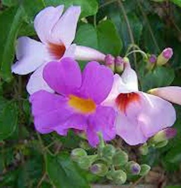 Plants Royal Trumpet Vine or Distictis Rivers, Bignonia Riversi Pint Plant Southern Flower Garden  Southern Flower Garden