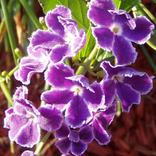 Load image into Gallery viewer,  Duranta erecta Blue Pint Plant**AVAILABLE SPRING 2023** Southern Flower Garden  Southern Flower Garden
