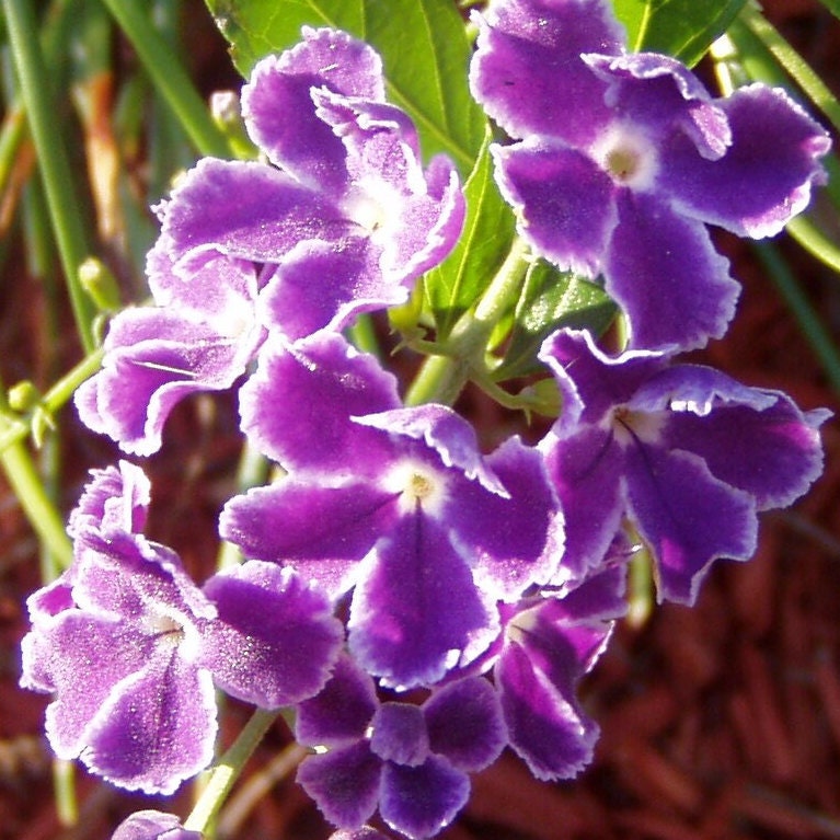  Duranta erecta Blue Pint Plant**AVAILABLE SPRING 2023** Southern Flower Garden  Southern Flower Garden
