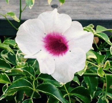  Variegated Pink Bower Vine or Pandorea jasminoides variegata pint plant**AVAILABLE SPRING 2023** Southern Flower Garden  Southern Flower Garden