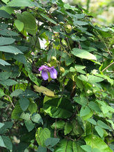 Load image into Gallery viewer,  Snail Vine or Vigna phaesolus Pint Plant Southern Flower Garden  Southern Flower Garden
