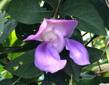 Load image into Gallery viewer,  Snail Vine or Vigna phaesolus Pint Plant Southern Flower Garden  Southern Flower Garden
