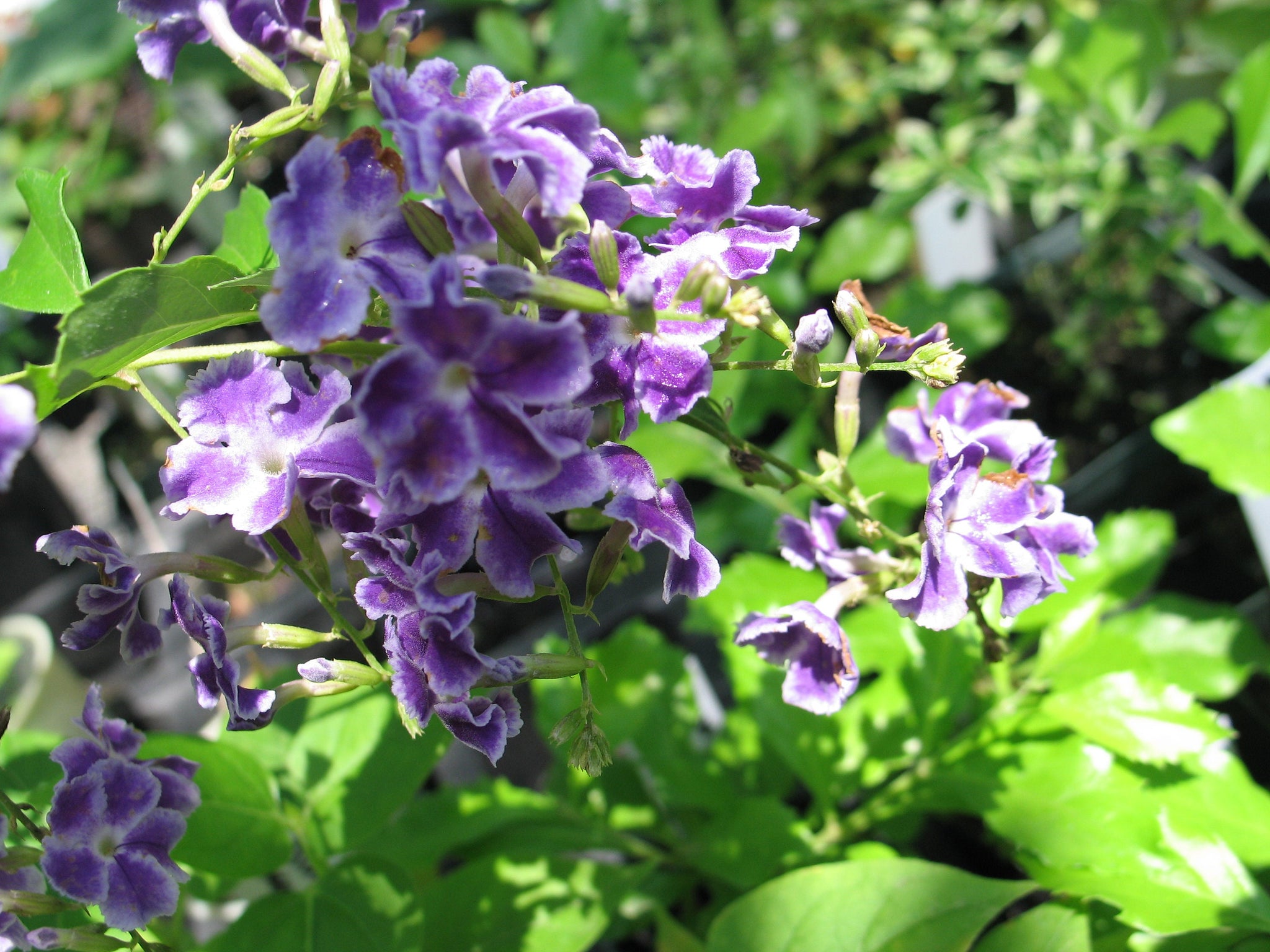 Sky Flower Duranta Erecta Duranta repens or erecta Sky Flower Quart Plant – Southern Flower Garden