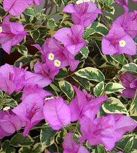 Load image into Gallery viewer,  Blueberry Ice Bougainvillea Pint Plant Southern Flower Garden  Southern Flower Garden
