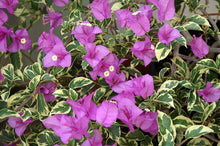 Load image into Gallery viewer,  Blueberry Ice Bougainvillea Pint Plant Southern Flower Garden  Southern Flower Garden
