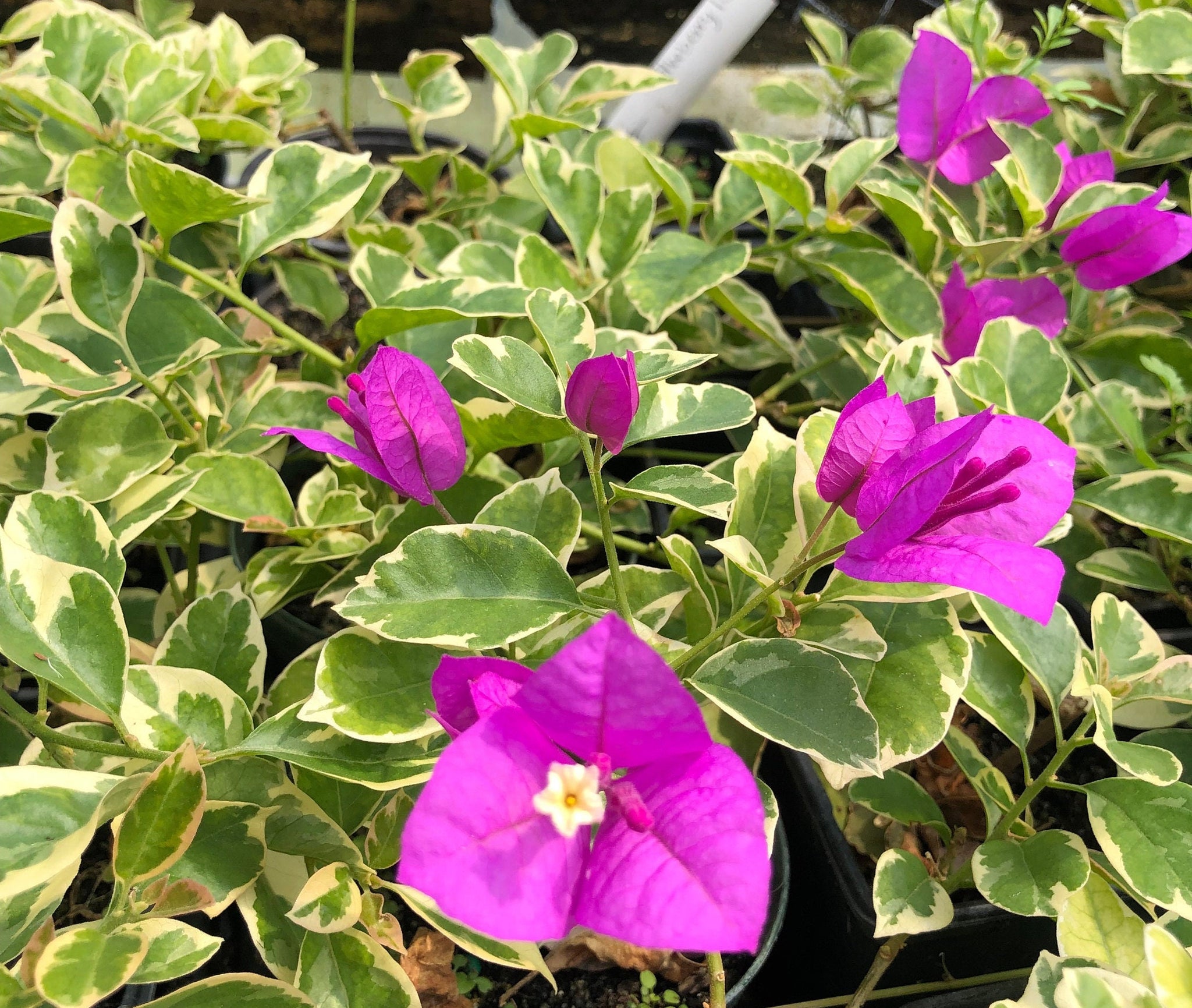 Blueberry Ice Bougainvillea Pint Plant – Southern Flower Garden
