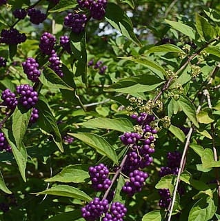  Black Beautyberry Bush or Callicarpa acuminata Quart Plant Southern Flower Garden  Southern Flower Garden