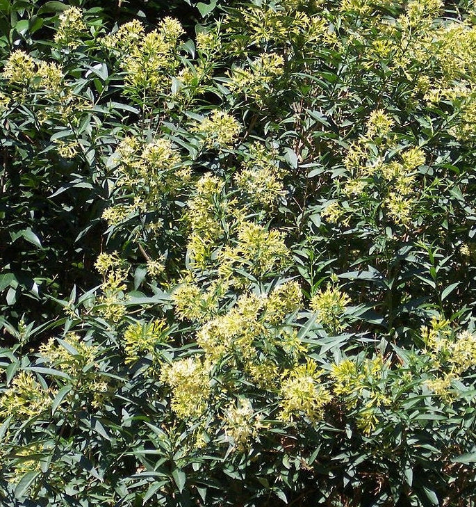  Cestrum parqui Green Cestrum or Willow-Leafed Jasmine shrub plant Southern Flower Garden  Southern Flower Garden