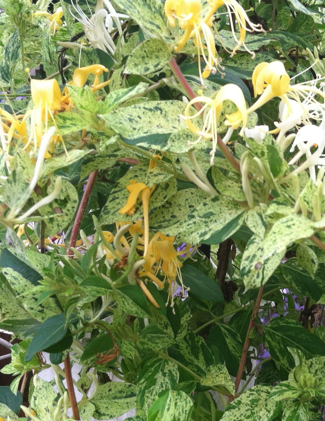 plants Mint Crisp variegated Honeysuckle or Lonicera japonica pint plant Southern Flower Garden  Southern Flower Garden