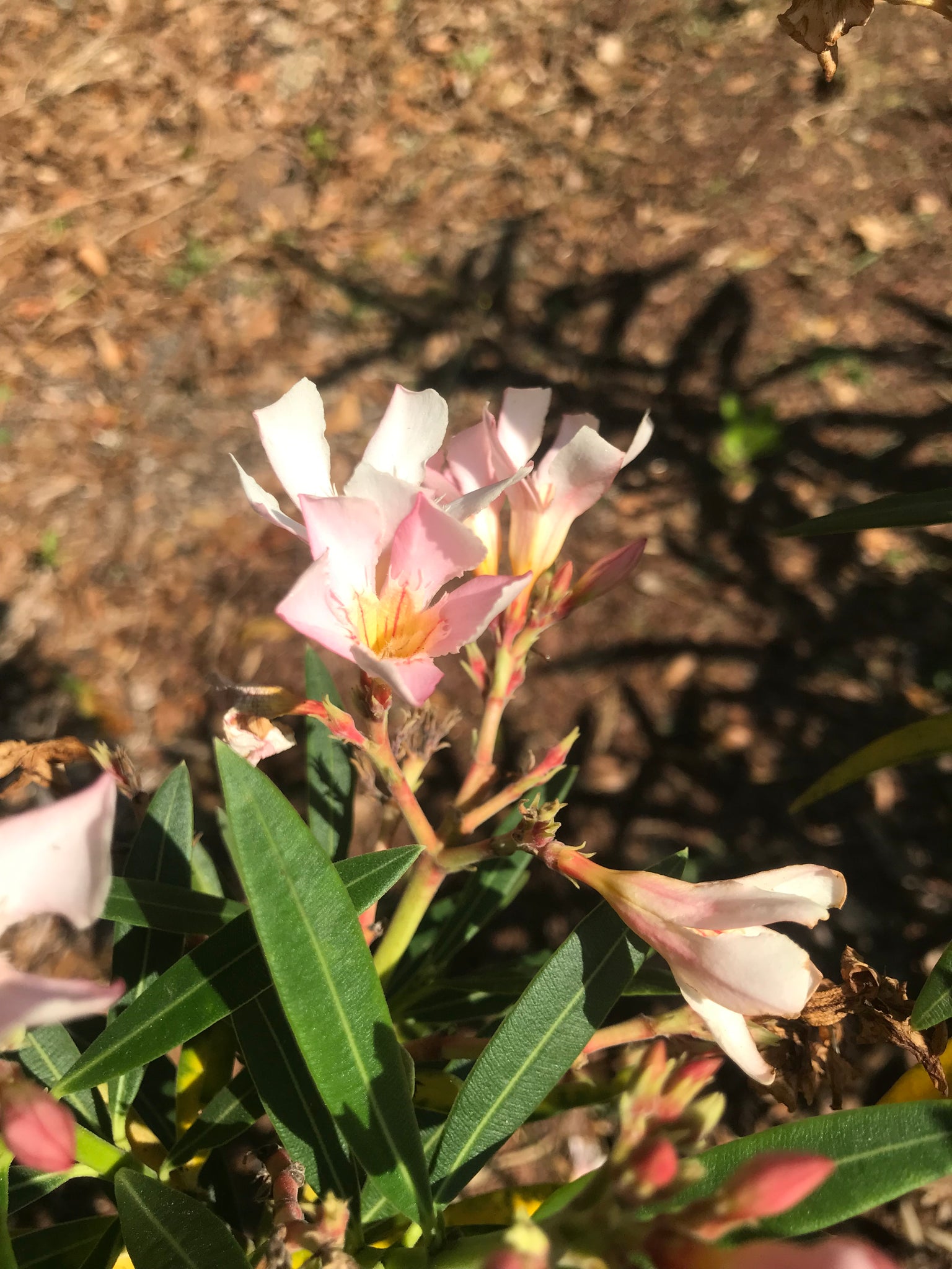 Nerium Oleander Dwarf Salmon Shrub Pint Plant Southern Flower Garden