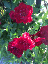 Load image into Gallery viewer, Home &amp; Garden Rosa &#39;Red Cascade&#39; climbing miniature rose Pint Plant Unbranded Southern Flower Garden
