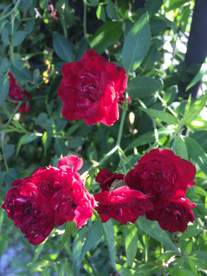 Home & Garden Rosa 'Red Cascade' climbing miniature rose Pint Plant Unbranded Southern Flower Garden