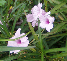 Load image into Gallery viewer,  Chi Chi Mexican Petunia or Ruellia brittoniana pint plant**AVAILABLE SPRING 2023** Southern Flower Garden  Southern Flower Garden

