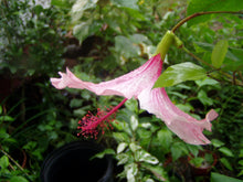 Load image into Gallery viewer,  Hibiscus Weeping Albo Lacinatus Tropical Hibiscus pint plant Southern Flower Garden  Southern Flower Garden
