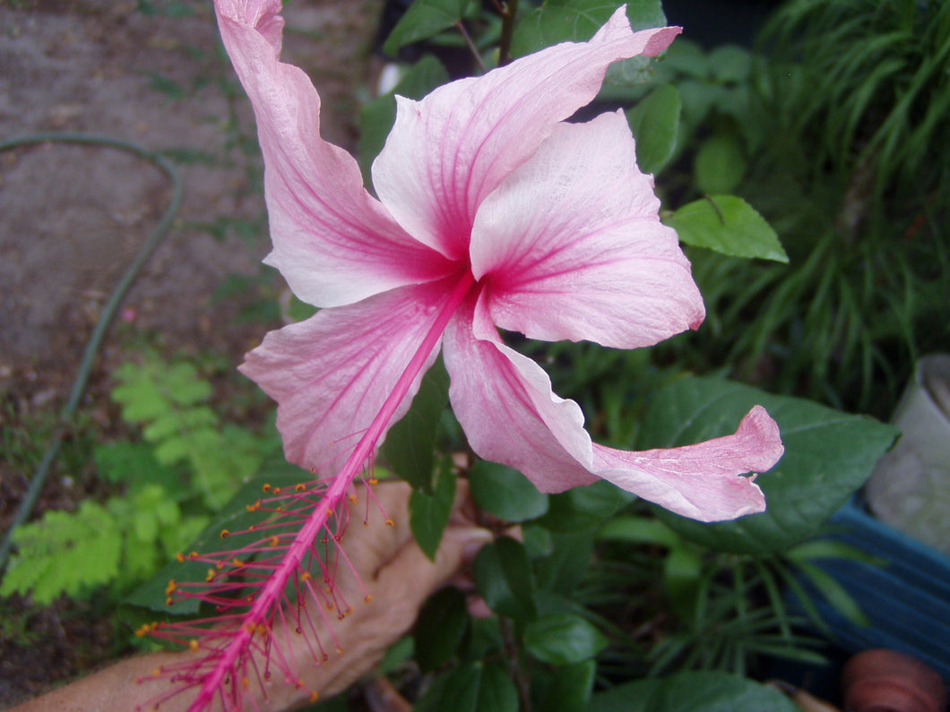  Hibiscus Weeping Albo Lacinatus Tropical Hibiscus pint plant Southern Flower Garden  Southern Flower Garden