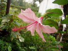 Load image into Gallery viewer,  Hibiscus Weeping Albo Lacinatus Tropical Hibiscus pint plant Southern Flower Garden  Southern Flower Garden
